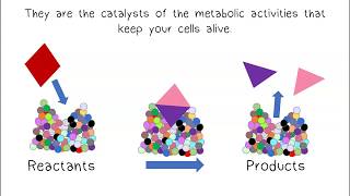 Metabolism amp Enzymes [upl. by Pheni]