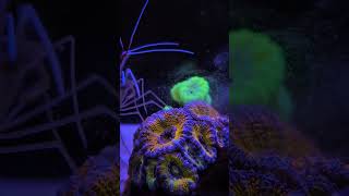 cleaner shrimp steals food from coral reeftank [upl. by Gram343]