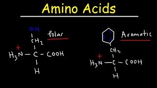 Introduction to Amino Acids [upl. by Adnaval488]