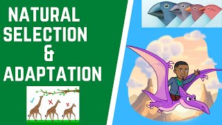 How does Natural Selection amp Adaptation Lead to Evolution [upl. by Tipton134]