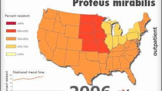 Ampicillinresistant Proteus mirabilis Outpatient [upl. by Asial]