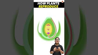 How do Plants Reproduce  Sexual Reproduction in Plants  Class 10 Science Biology Pollination [upl. by Bernard531]