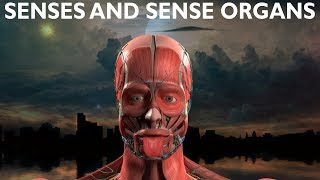 SENSES AND SENSE ORGANS by Rich Life [upl. by Elfrida]