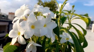 गमला टूट गया 😟गोरी चोरी को लगा दिया  Repot rootbound flower plant yellow tecoma in pot Pruning [upl. by Uriiah]