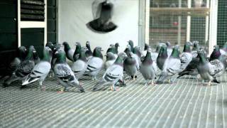 Eijerkamp Duiven pigeons film test [upl. by Sidney712]