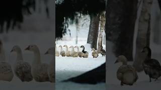 Geese Sounds geese in winter [upl. by Artinak39]