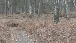 Roofvogel Geluiden Uit Het Bos [upl. by Ajet]