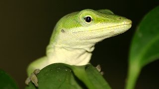 Feeding my Anole lizard [upl. by Kaz]