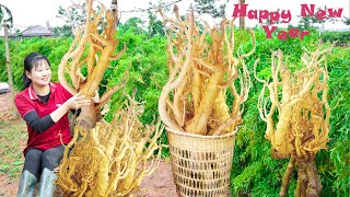 Harvest Polyscias Fruticosa Roots Go to sell  Cook Polyscias leaves fried eggs  Luyến  Harvesting [upl. by Limoli205]