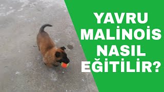 Yavru malinois Eğitimi  Yavru Belçika kurdu eğitimi [upl. by Savil]