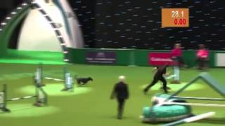 Hilarious Dog Takes A Poop On Live TV At Crufts Dog Show 2012  PETSPLUSUSACOM [upl. by Irek]