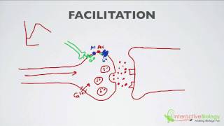 How a muscle contraction is signalled  Animation [upl. by Spielman]