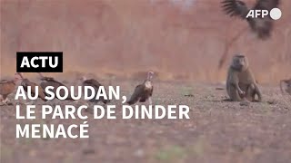 Au Soudan le parc de Dinder menacé par le grignotage de ses terres  AFP [upl. by Asserac]