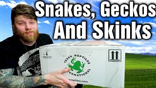 I Got Covid But Still Had To Unbox 25lbs Of Reptiles [upl. by Nwahsad]