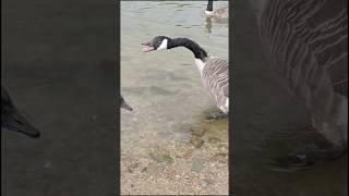 Insane Canadian Geese hissing want food birdwatching birds goose cutebirds [upl. by Erej]