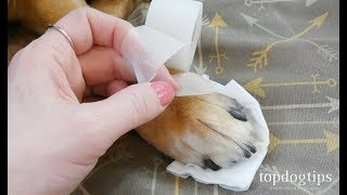 How to Wrap a Dogs Paw StepbyStep Demonstration on Bandaging [upl. by Dudden]