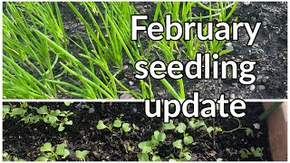 February seedlings update shokher bagan 2023 [upl. by Eelitan752]