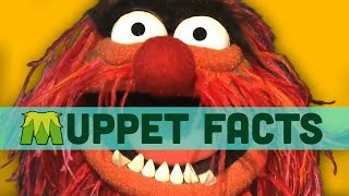 The 11 Most Important Muppet Facts [upl. by Aisanahta912]