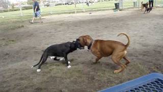 My Pit Bulltype quotattackingquot a Boxer [upl. by Nowujalo]