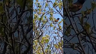 AMERICAN Redstart BIRD youtubeshorts relaxingsounds chirpingbirds warbler shorts video [upl. by Nylrad]