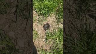 WhackAMole country edition moles mole rodents [upl. by Tyree720]