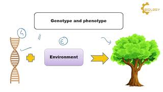 Genotype and phenotype  1  Botany [upl. by Yebot756]