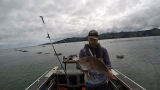 Mussels farms fishing NZ [upl. by Assillim]