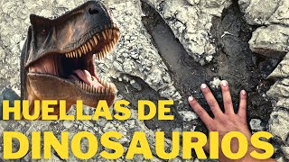 Rastros y huellas de Dinosaurios 🦖 en el Valle de Tehuacán Puebla [upl. by Lindsay854]