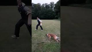 Belgian Malinois in slowmotion dogtraining malinois dogs [upl. by Troy]