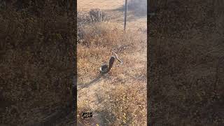 Big Black Spitting Cobra snake venomous africa wildlife कोबरा साँप кобра [upl. by Nnednarb]