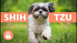 SHIH TZU en español  Características y cuidados [upl. by Joleen]