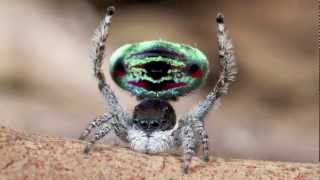 Peacock Spider 5 Maratus sarahae [upl. by Chubb]