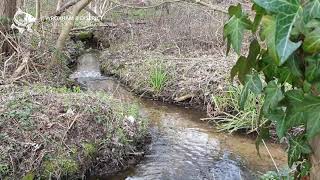 Wroxham and District Angling Club  Rackheath Springs [upl. by Lasonde]