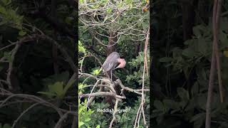 Reddish egret [upl. by Harrus]