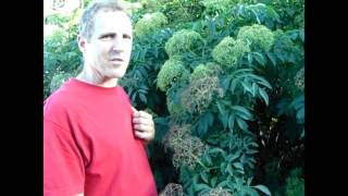 Elderberry  Should YOU Plant One [upl. by Bobbe]