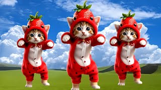 CAT Dance cute🥰 cat dance funny fyp [upl. by Yesnil]