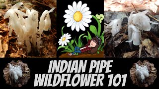 Indian Pipe  Monotropa uniflora  Wildflowers 101  Episode 11 [upl. by Tse313]