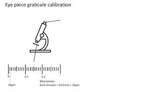 Eye piece graticule calibration A level biology AQA [upl. by Atiuqan844]