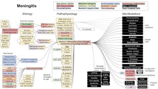 Meningitis mechanism of disease [upl. by Carl]