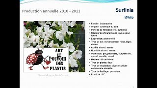 Surfinia White plante annuelle [upl. by Nahta]