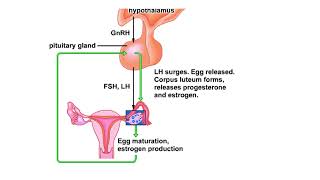 Hormones and the menstrual cycle Animation [upl. by Ydaf]