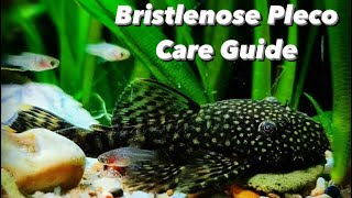 Bristlenose Pleco Care Guide Bushynose pleco  Growth Rate Diet Types Breeding and Tank Set Up [upl. by Lind245]