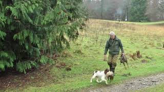 Shotaway Films Shooting pheasant and partridge on a rainy Saturday in Dorset HD 1080p [upl. by Wartow]