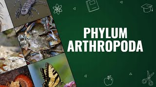 Phylum Arthropoda [upl. by Ahsilav]