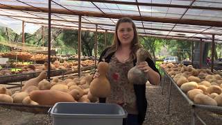 How to Clean a Gourd  Welburn Gourd Farm [upl. by Biggs]