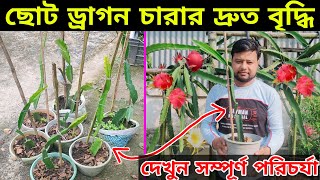 🌵দেখুন ছোট ড্রাগন চারার দ্রুত বৃদ্ধি 🔥। Grow Dragon Fruit Plant । rajgardens [upl. by Jacob913]