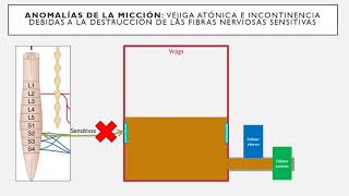 Fisiología de Guyton l Capítulo 26 micción en 5 MINUTOS [upl. by Wylde722]