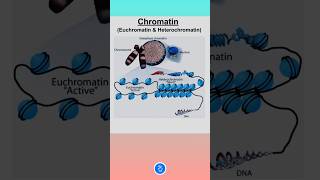 Chromatin  Euchromatin and Heterochromatin [upl. by Nepil54]