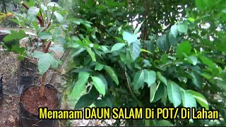 Cara Perbanyak Dan Menanam DAUN SALAM Di POT atau Lahan [upl. by Harima737]