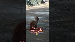 Mag Isa lang c meow meow kaya malungkot 😭😭😭😭 [upl. by Refinnej]